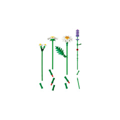BOTANICALS - Daisies