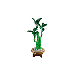 BOTANICALS - Lucky Bamboo