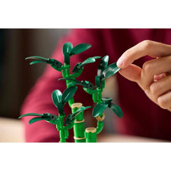 BOTANICALS - Lucky Bamboo
