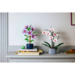 BOTANICALS - Hibiscus