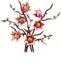BOTANICALS - Magnolia Branches