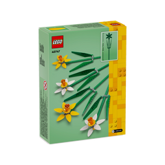 OTHER - Daffodils