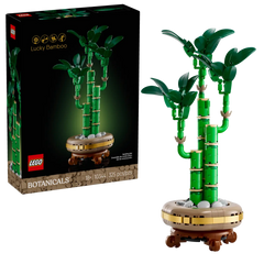 BOTANICALS - Lucky Bamboo