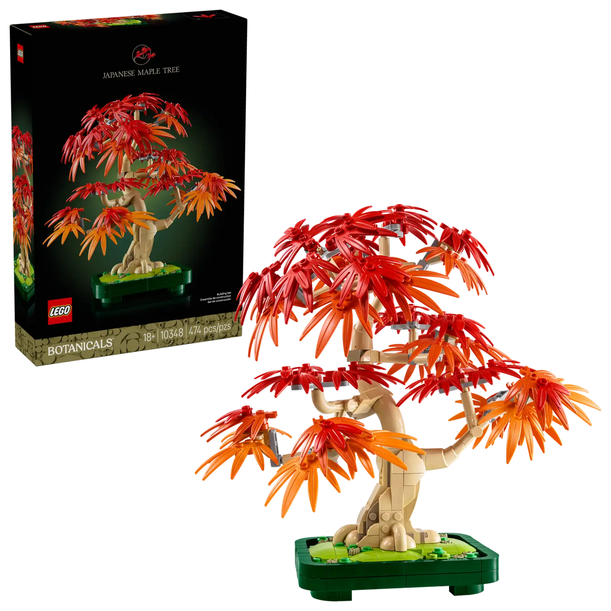 BOTANICALS - Japanese Red Maple Bonsai Tree