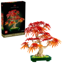 BOTANICALS - Japanese Red Maple Bonsai Tree