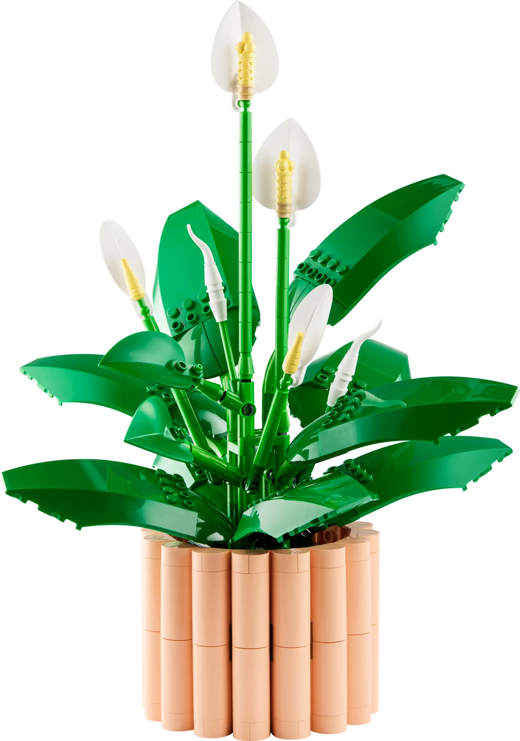 BOTANICALS - Peace Lily