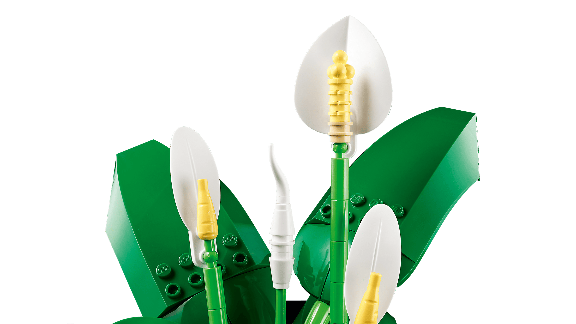 BOTANICALS - Peace Lily