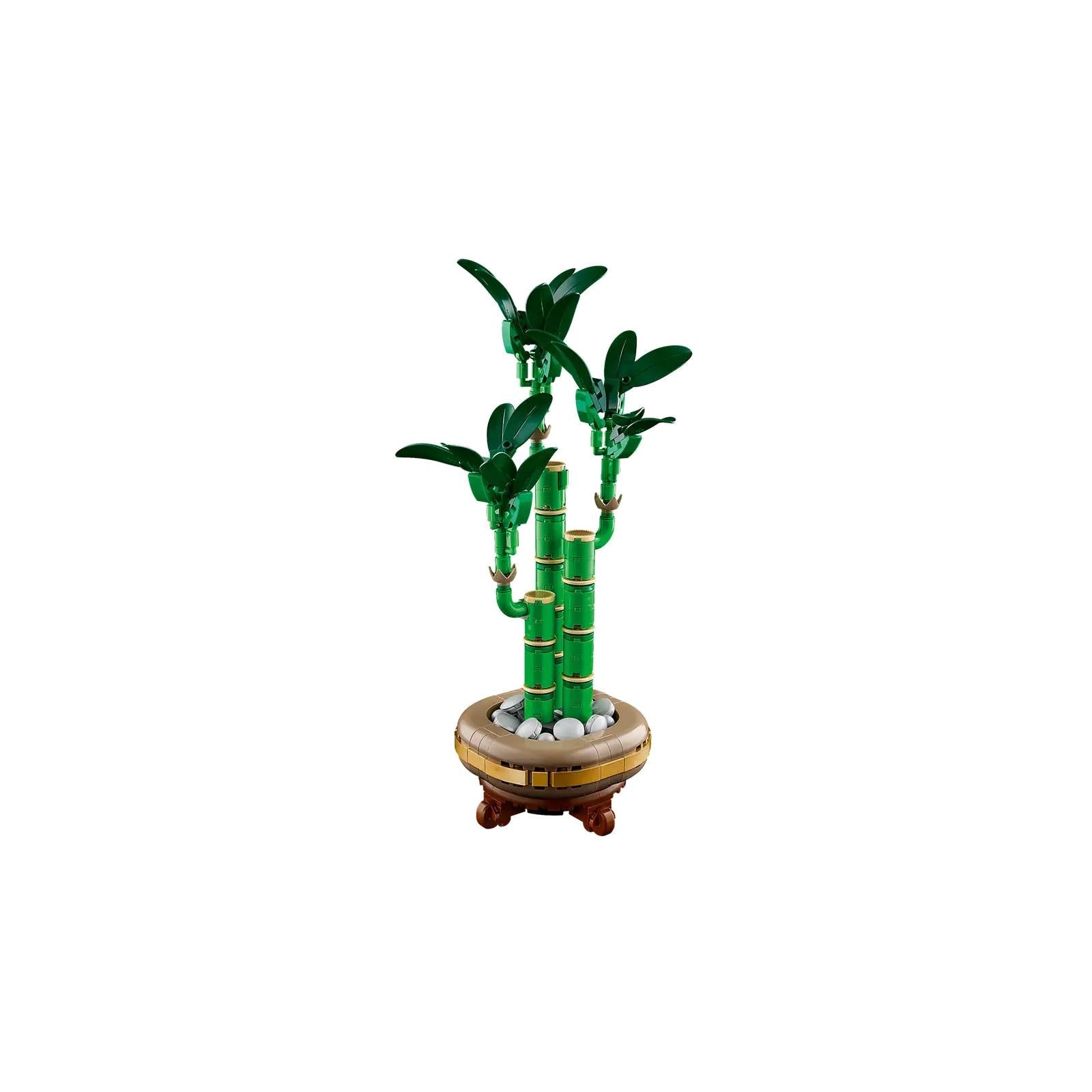 BOTANICALS - Lucky Bamboo