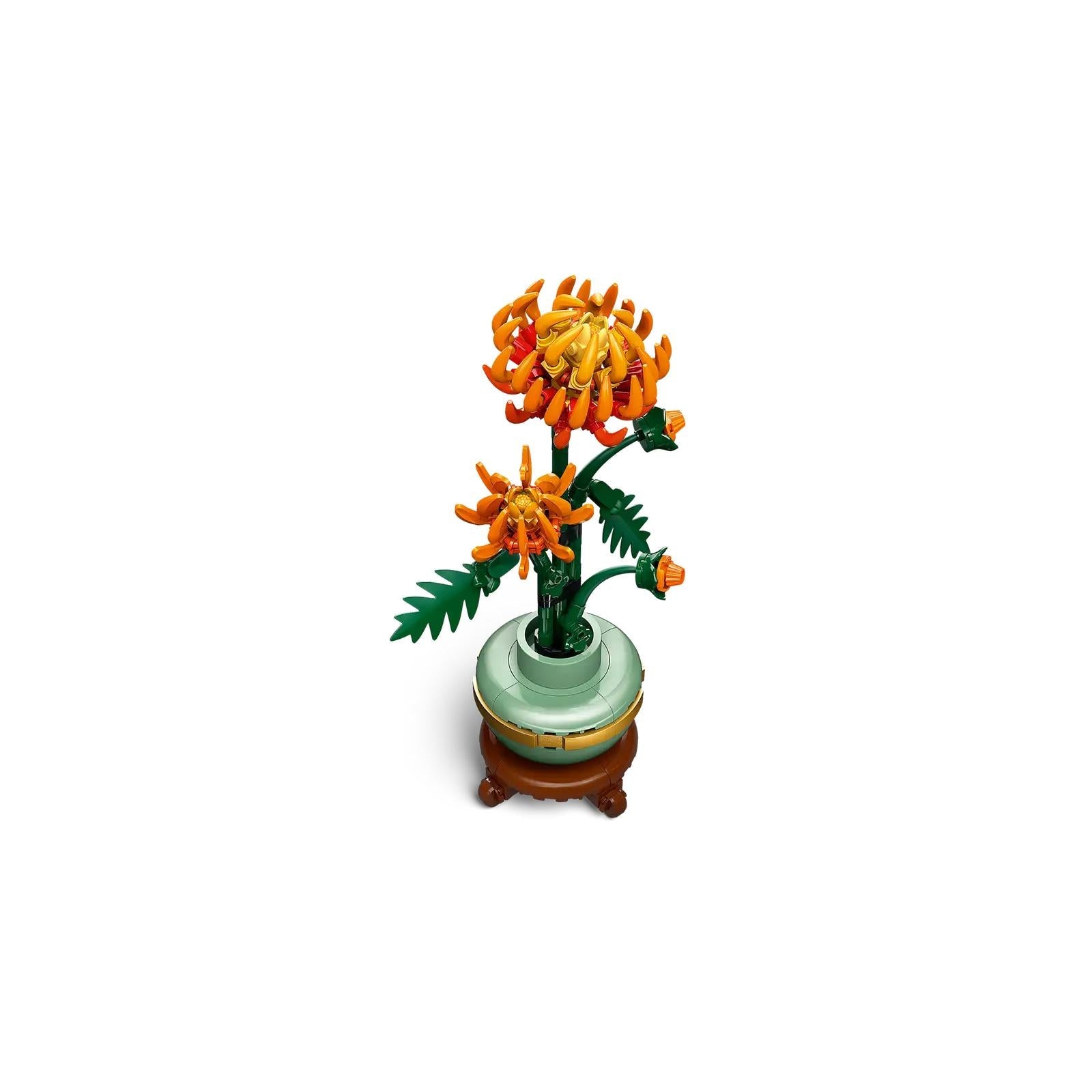 BOTANICALS - Chrysanthemum