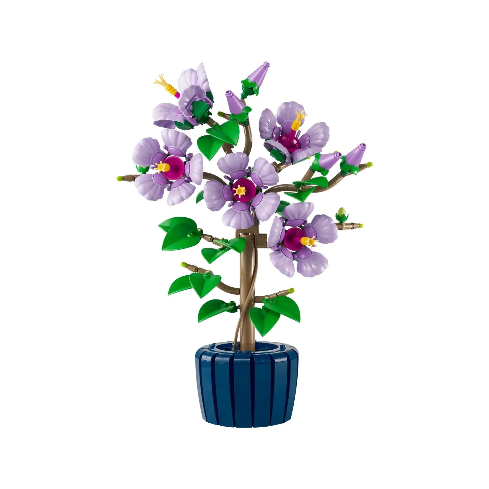 BOTANICALS - Hibiscus