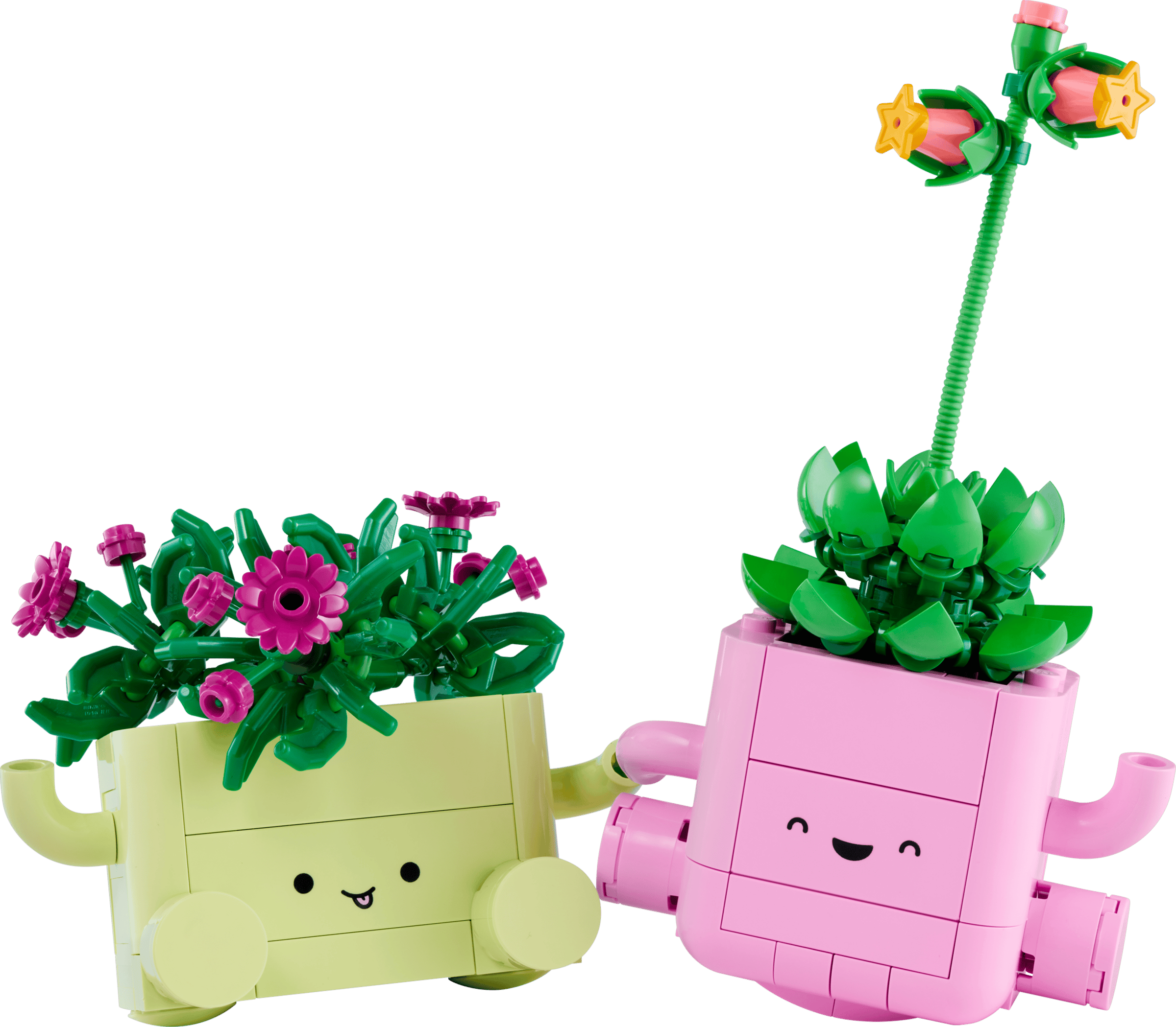 BOTANICALS - Rocking Plants