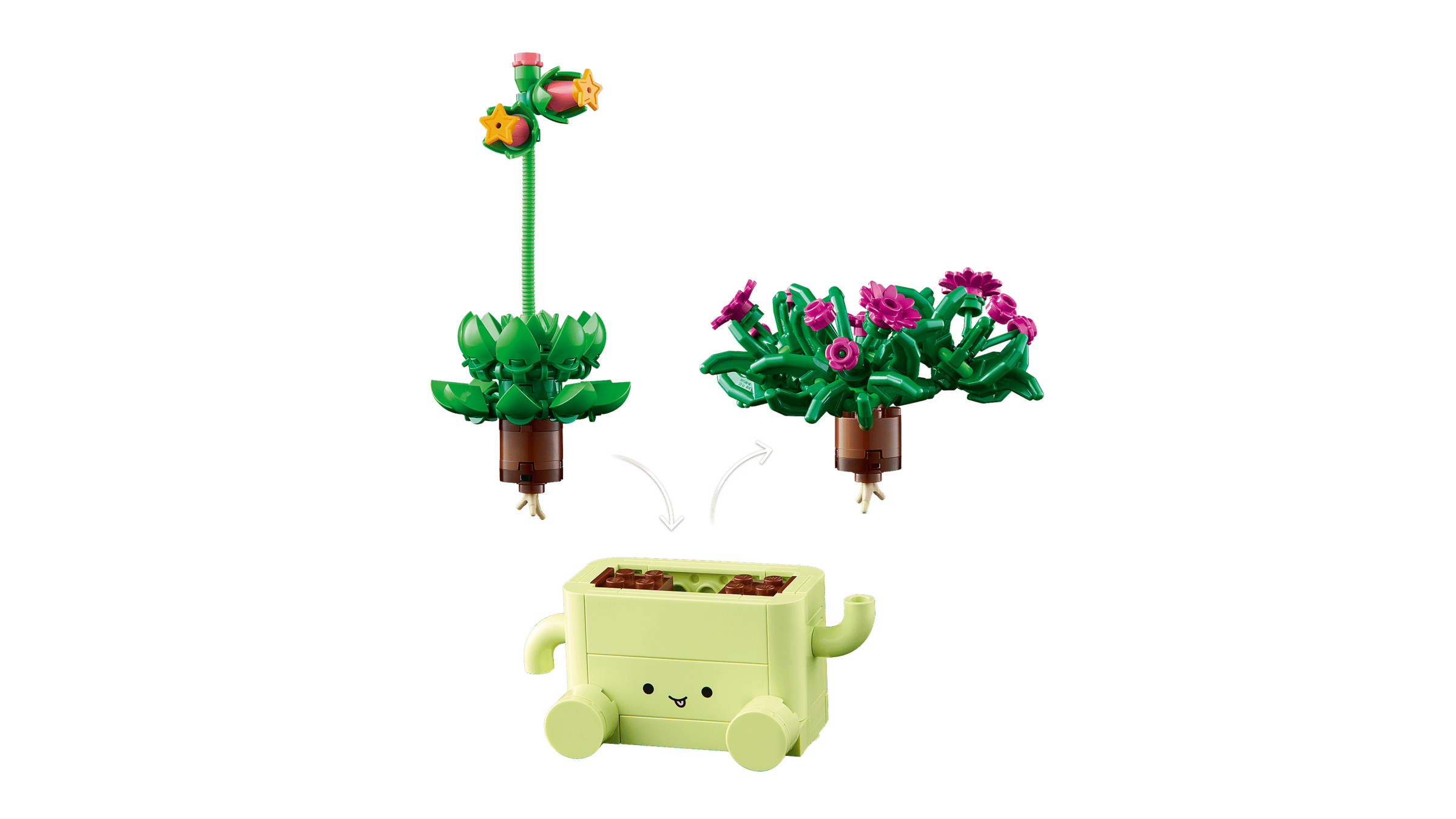 BOTANICALS - Rocking Plants