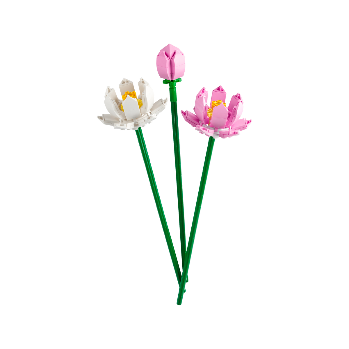 OTHER - Lotus Flowers