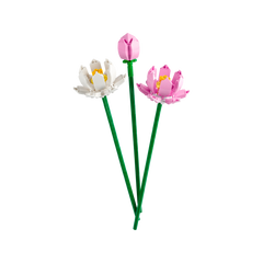 OTHER - Lotus Flowers