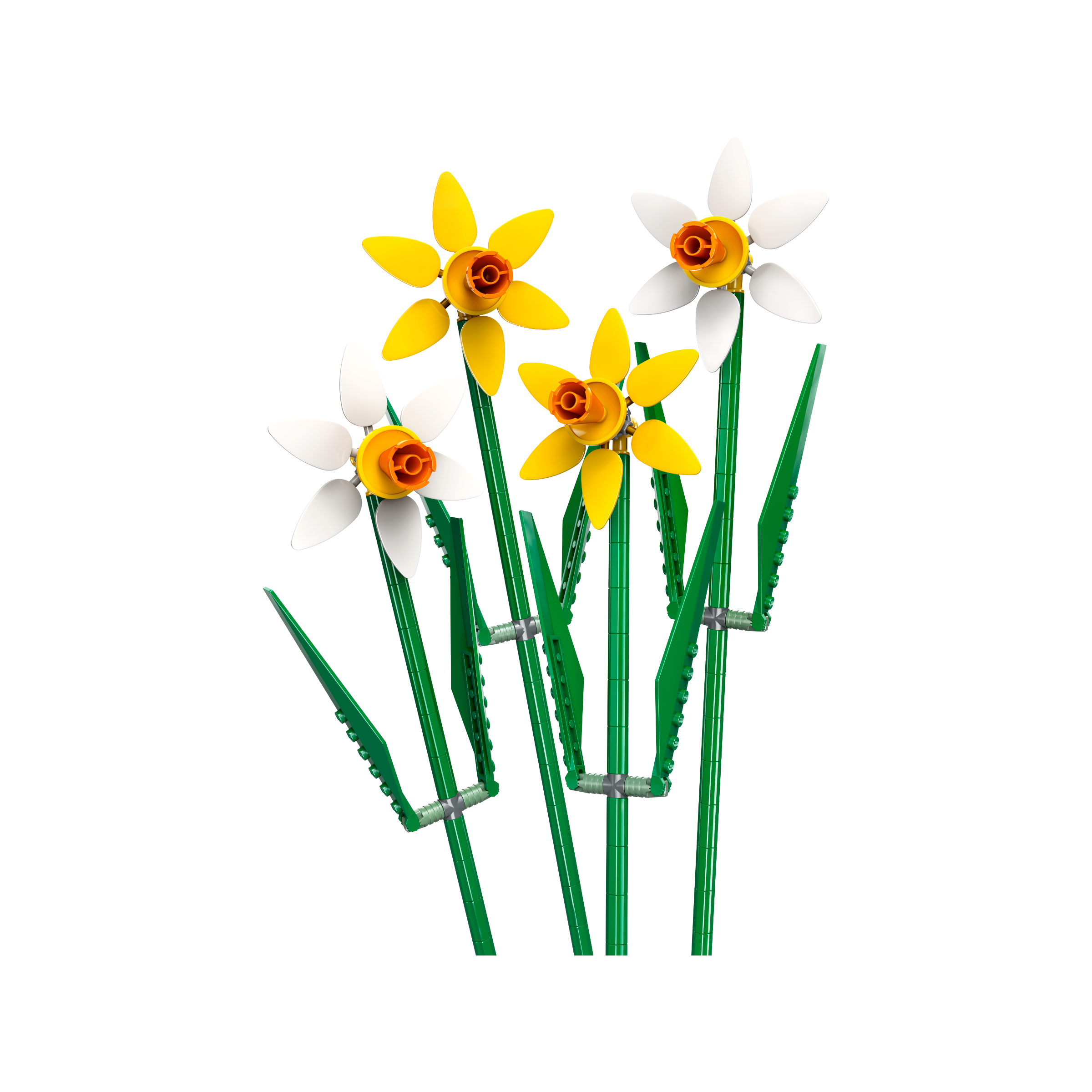 OTHER - Daffodils