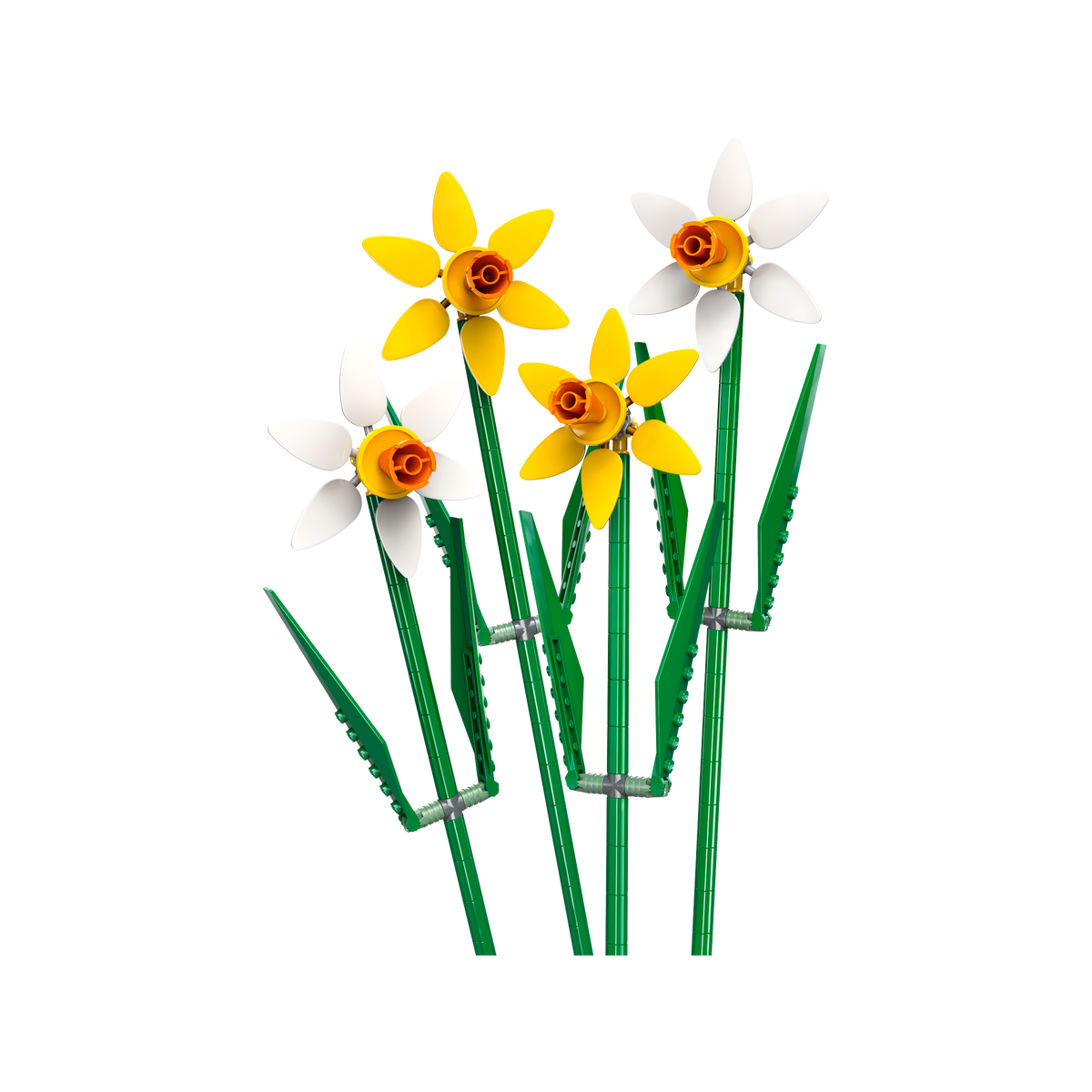 OTHER - Daffodils